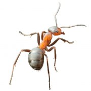 mravenec FARAO